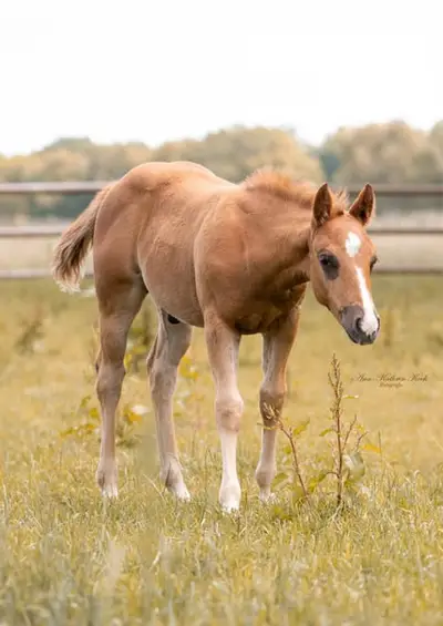 Super schicker QH Hengst von Colonels dancing G*n