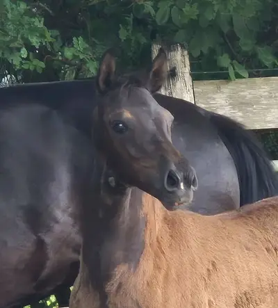 Bildschöne Secret Tochter aus dem Alferate Stamm!