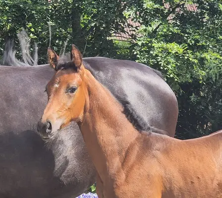 Elastic daughter of Dynamic Pur x Negro!