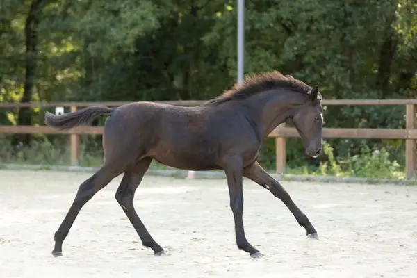 ICOMA: Adel,Anmut, Exzellenz vereint dieses Top Stutfohlen