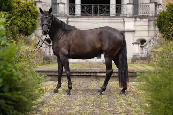 LEVITATE: (tausend)Schöne OL Rappstute,3 Jahre,1:60 (Endm.), ange