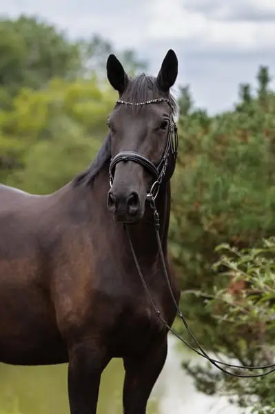 Anmut und Stolz: Trakehner Stute /Dressur/ 1:70 / 8 Jahre
