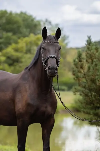 Anmut und Stolz: Trakehner Stute /Dressur/ 1:70 / 8 Jahre
