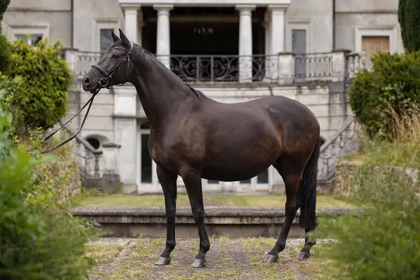 Anmut und Stolz: Trakehner Stute /Dressur/ 1:70 / 8 Jahre