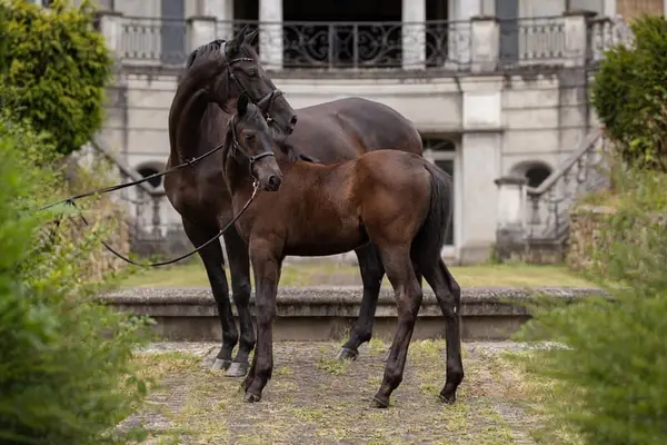 Anmut und Stolz: Trakehner Stute /Dressur/ 1:70 / 8 Jahre