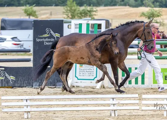 Potro semental premiado con oro de Vision x Fiderbach