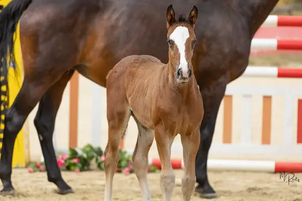 Hijo deportivo y de presentación elegante, premiado con oro, de Hickstead White