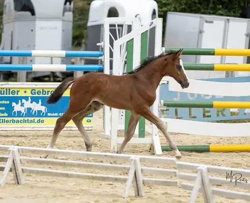 Sportlich aufgemachter, goldprämierter Sohn des Hickstead White