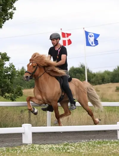 Étalon Élite à cinq allures avec des succès sportifs internationaux