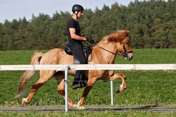Elite-Fünfganghengst mit internationalen Sporterfolgen