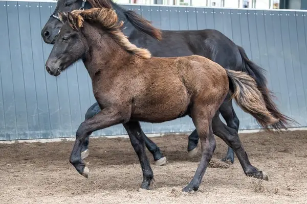 Komet vom Kranichtal – Prometteur pour le sport et l'élevage
