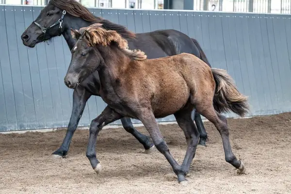 Komet vom Kranichtal – Vielversprechend für Sport und Zucht