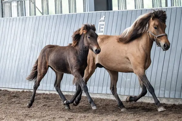 Elegantes Hengstfohlen mit sehr guter Tempofähigkeit