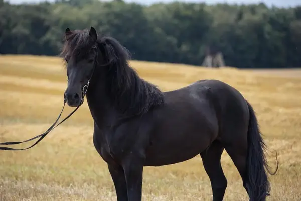 Hrímnir vom Kranichtal – Hongre noir de 6 ans plein d'expression