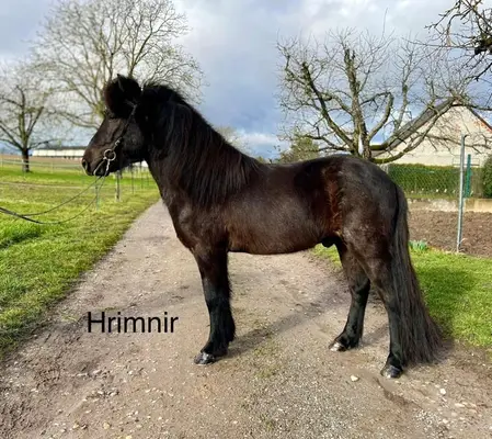 Hrímnir vom Kranichtal – Ausdrucksstarker 6-jähriger Rappwallach