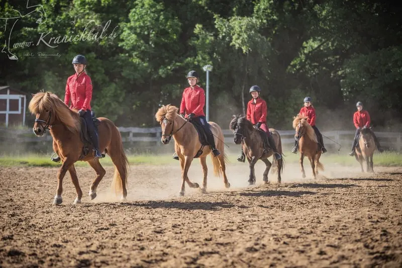 Reitlehrer*in (m/w/d) für Islandpferdehof (Trainer C, Pferdewirt Spezialreitweisen)