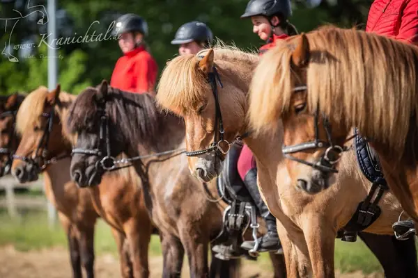 Reitlehrer*in (m/w/d) für Islandpferdehof (Trainer C, Pferdewirt Spezialreitweisen)