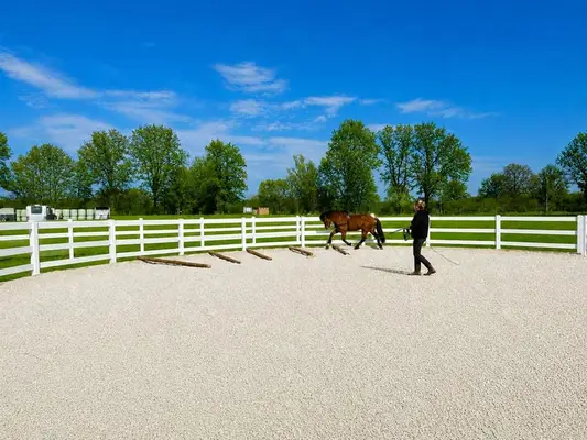 Reitlehrer*in (m/w/d) für Islandpferdehof (Trainer C, Pferdewirt Spezialreitweisen)