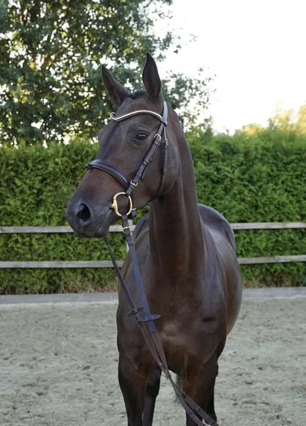 Top Sportpferd 4j Stute