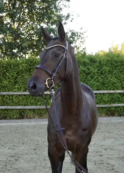 Caballo deportivo de élite, yegua de 4 años
