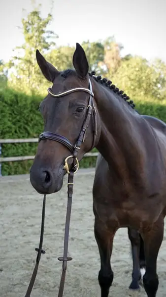 Top Sportpferd 4j Stute