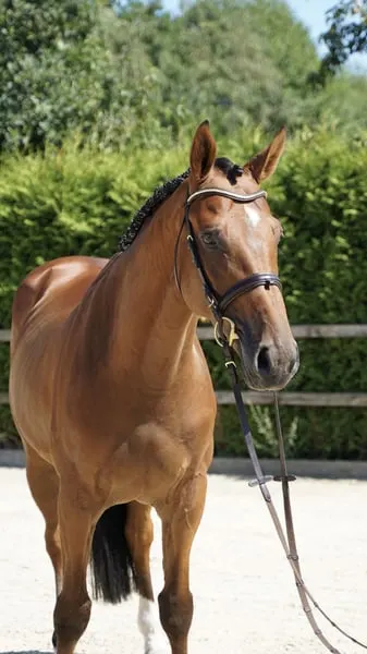 Springpferd 5j Wallach v. Kashmir van Schuttershof