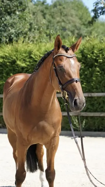 Springpferd 5j Wallach v. Kashmir van Schuttershof
