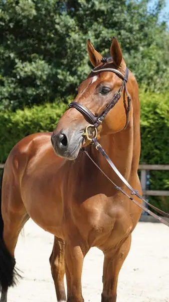 Springpferd 5j Wallach v. Kashmir van Schuttershof