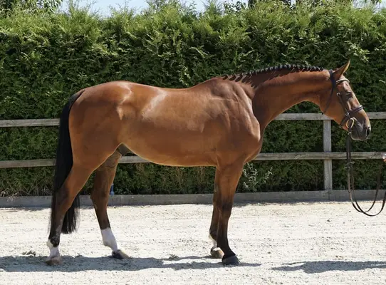 Springpferd 5j Wallach v. Kashmir van Schuttershof