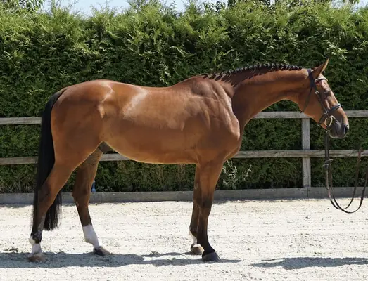 Springpferd 5j Wallach v. Kashmir van Schuttershof