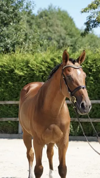 Springpferd 5j Wallach v. Kashmir van Schuttershof