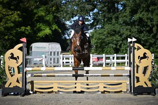 Caballo de salto simpático con mucho potencial, castrado de 6 años