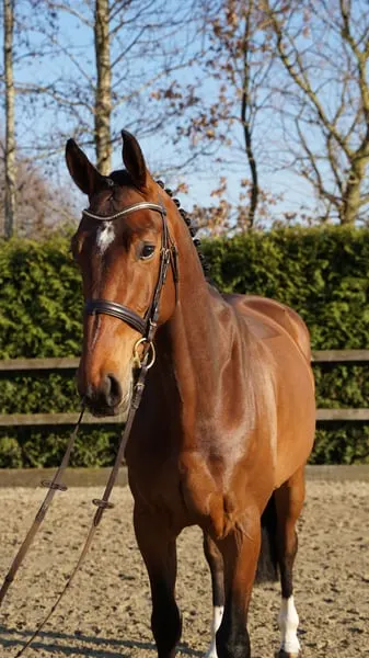 Springpferd-Top Charakter 5j Wallach v.For ever Jump