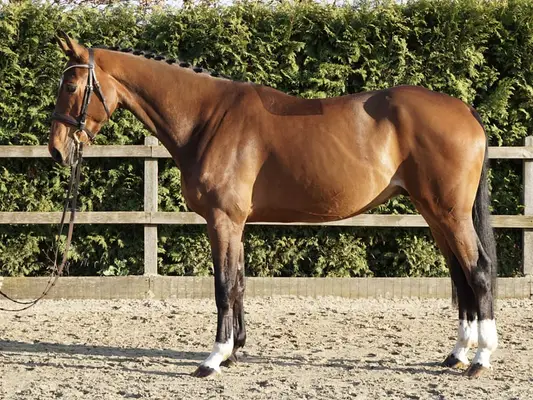 Springpferd-Top Charakter 5j Wallach v.For ever Jump