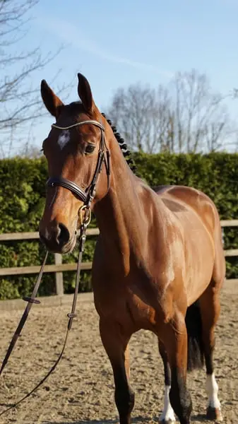 Springpferd-Top Charakter 5j Wallach v.For ever Jump