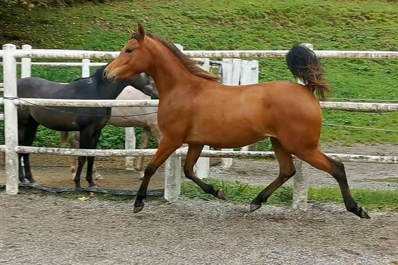 REIN SPANISCHE PRINZESSIN