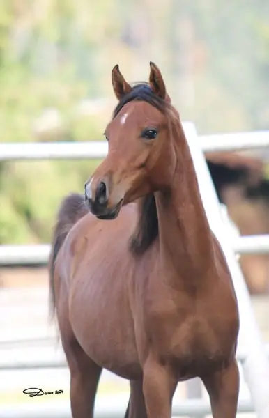 REIN SPANISCHE PRINZESSIN