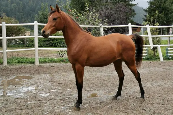 REIN SPANISCHE PRINZESSIN