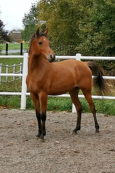 REIN SPANISCHE PRINZESSIN