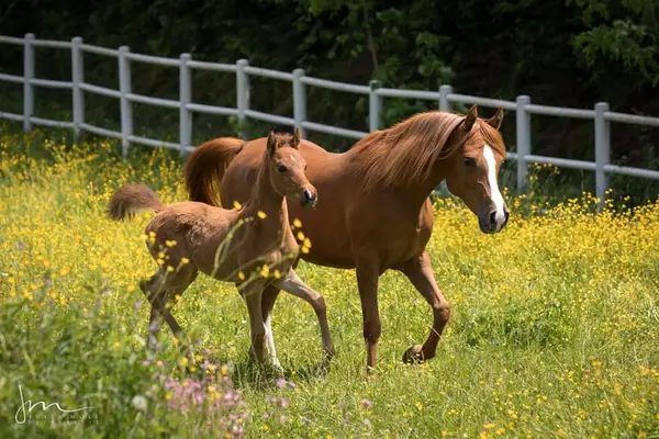 REIN SPANISCHE PRINZESSIN