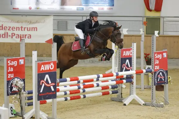 Überflieger im Ponyformat