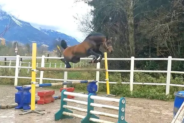 Überflieger im Ponyformat