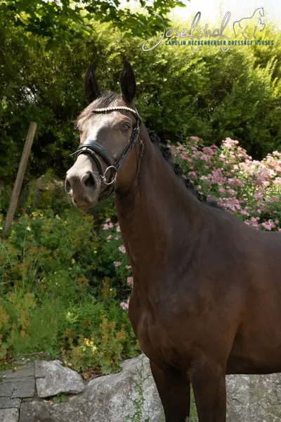 Pferd für die ganze Familie