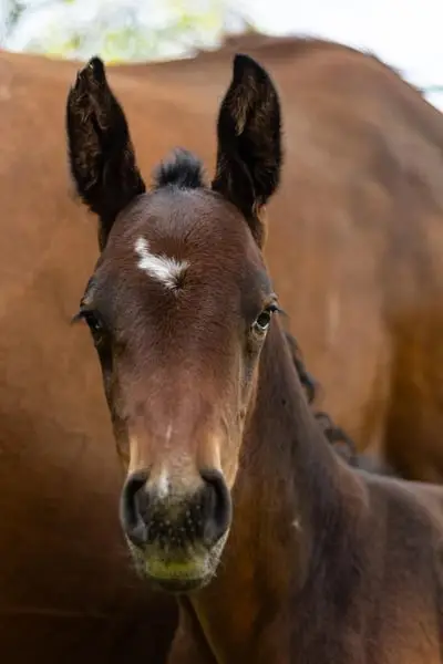 FOR SALE – Stallion 2025: Enduro Semilly Twice (Diakato PS / Diarado)
