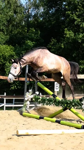 Springpferde-Prospekt – 2024 Hengst von Challco PS | Chacco-Blue x Baloub
