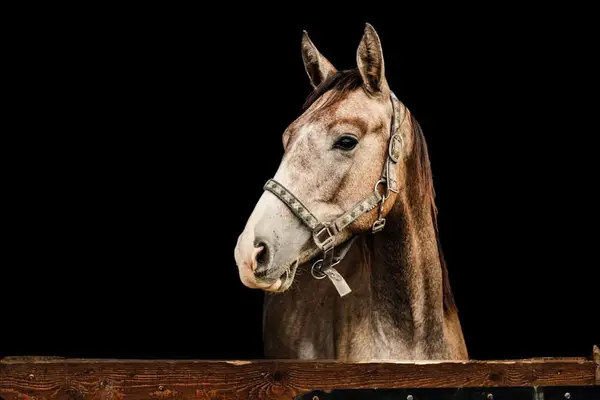 Springpferde-Prospekt – 2024 Hengst von Challco PS | Chacco-Blue x Baloub