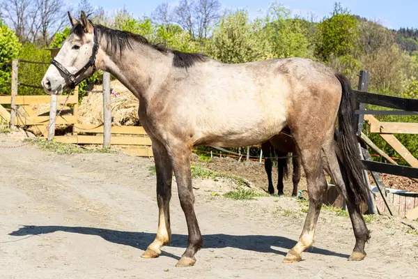 Springpferde-Prospekt – 2024 Hengst von Challco PS | Chacco-Blue x Baloub