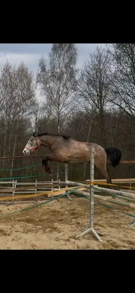 Springpferde-Prospekt – 2024 Hengst von Challco PS | Chacco-Blue x Baloub