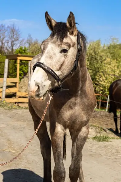 Springpferde-Prospekt – 2024 Hengst von Challco PS | Chacco-Blue x Baloub