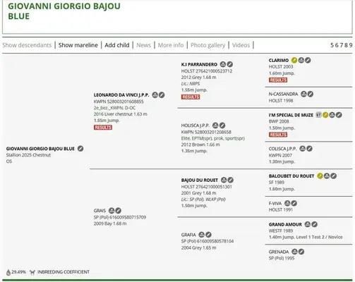 ZU VERKAUFEN – Hengst 2024: Giovanni Griorgio Bajou Blue (Leonardo Da V)